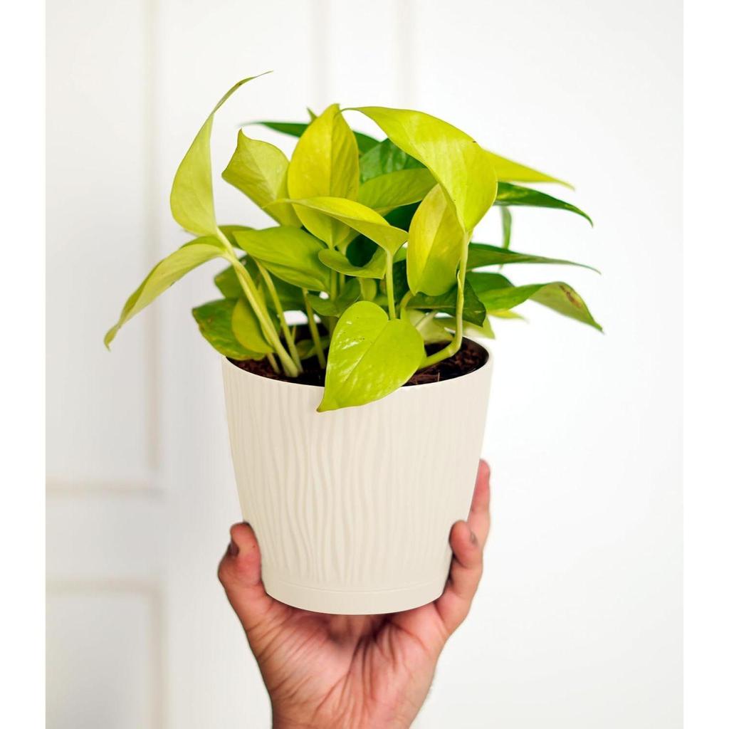 Set of 3 Self Watering Pots for Home, Decor & Garden | Flower Pots, Planters for Indoor Plants | Plastic Pots for Living Room