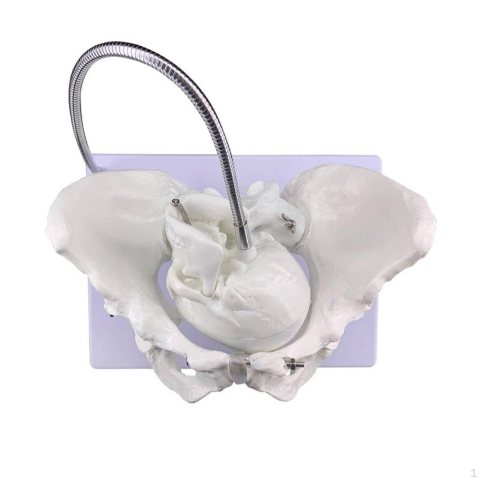 Childbirth Teaching Pelvis Realistic Structure Obstetric