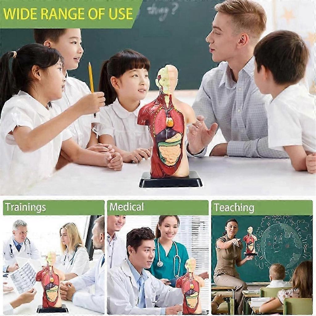11 Inch Human Body Model for Kids,Human Torso Anatomy Model Toys,8 Pcs Removable Anatomy Doll with