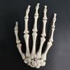 1 Pair Halloween Skeleton Hands Plastic Hand Skull Claw Skeleton Model Scary Bone Hands for Halloween Decoration Horror