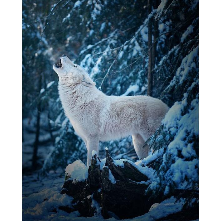 

DIY Алмазная картина, полная круглая дрель, вышивка крестиком, ремесленная живопись, вышивка, ремесло, Новое поступление, мозаика со стразами, украшение дома, картина 15x20CM