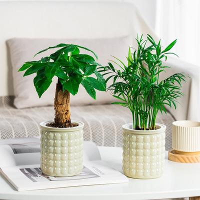 Creative Self Watering Hydroponic Plants Pot Plastic Removable Flowerpot Mini Succulent Planter Tabletop Vase