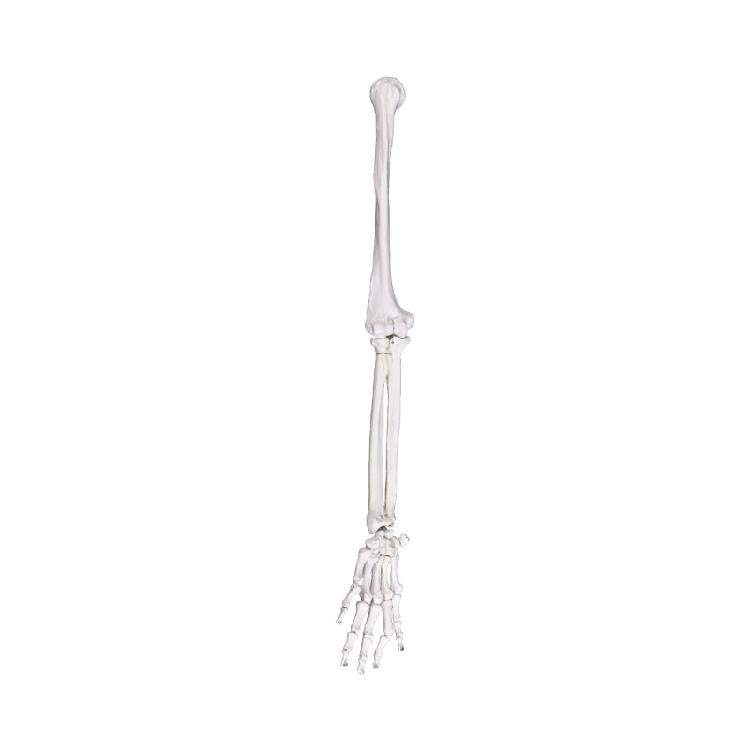 

Meticulously Detailed PVC Arm Bone Shoulder Blade Collarbone Model Plastic Texture for Anatomy Learning and Teaching