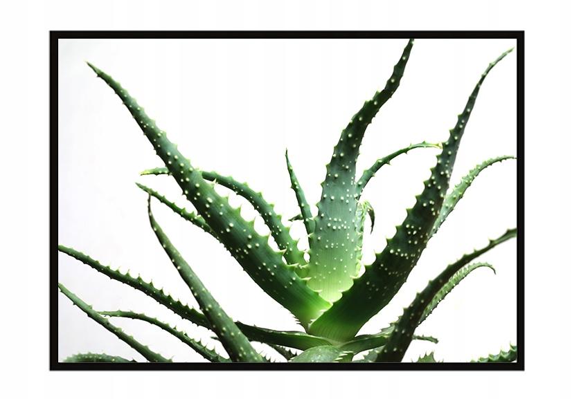 Picture Poster In a Frame 53x73 Cm Flower P1045