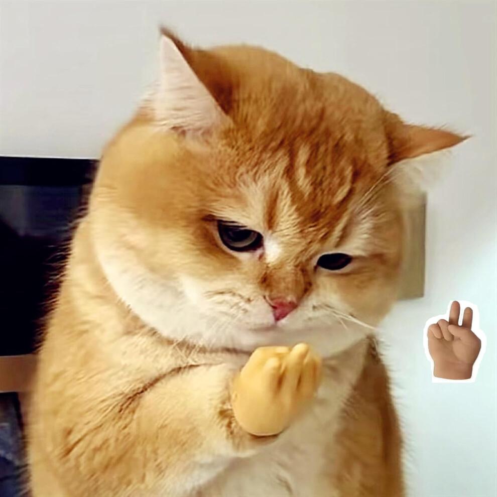 Mini ruce pro kočičí tlapky Mini složené gumové prsty pro malé kočičí drápky Kryty 6 kusů