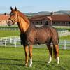 Adjustable Horse Fly Sheet Wear-Resistant Equine Mesh Vest Horse Belly Protect Cover  Horse Riding