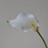 Künstliche Calla-Lilie EVA-simulierte Blume Kunstblume weicher Hochzeitsstrauß Heimdekoration