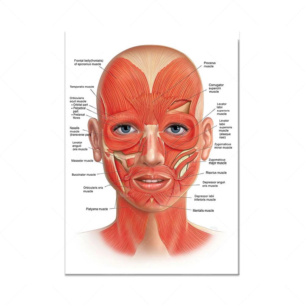 The Body Facial Anatomy Muscle Vessels Detailed Canvas Painting Human Structure Skeleton Education Poster Medical Decoracion