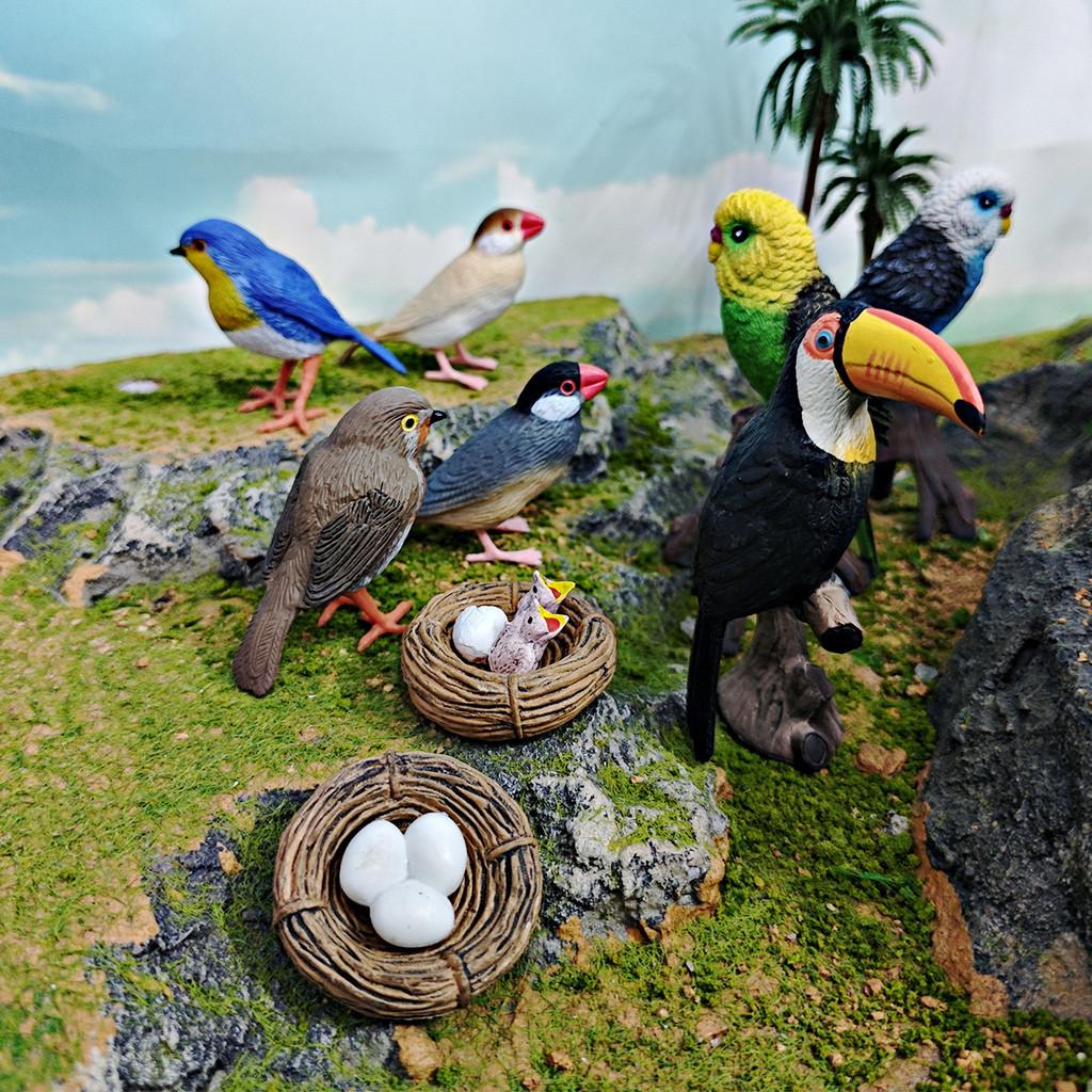 Childrens Parrot Model Pvc Growth Cycle Educational Bird Display For Kids