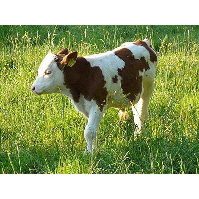 Noua pictură cu diamant 5D bricolaj, bovine, broderie cu diamante, animale, punct de cruce, găurit rotund complet, meșteșuguri, decorațiuni pentru acasă, cadou manual