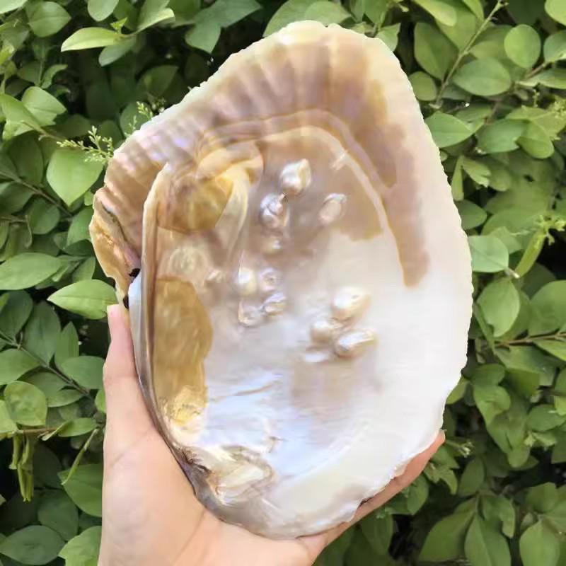 Natural Seashells and Freshwater Pearls for Home Decor, Aquariums, and Creative Crafting
