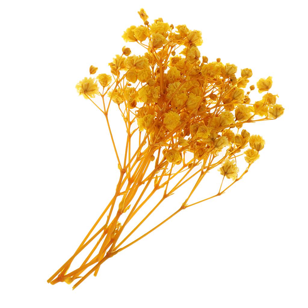 Pressed Leaves Dried Flower Embellishments for Scrapbooking Jewelry Making Resin Crafts Small Natural Floral Art