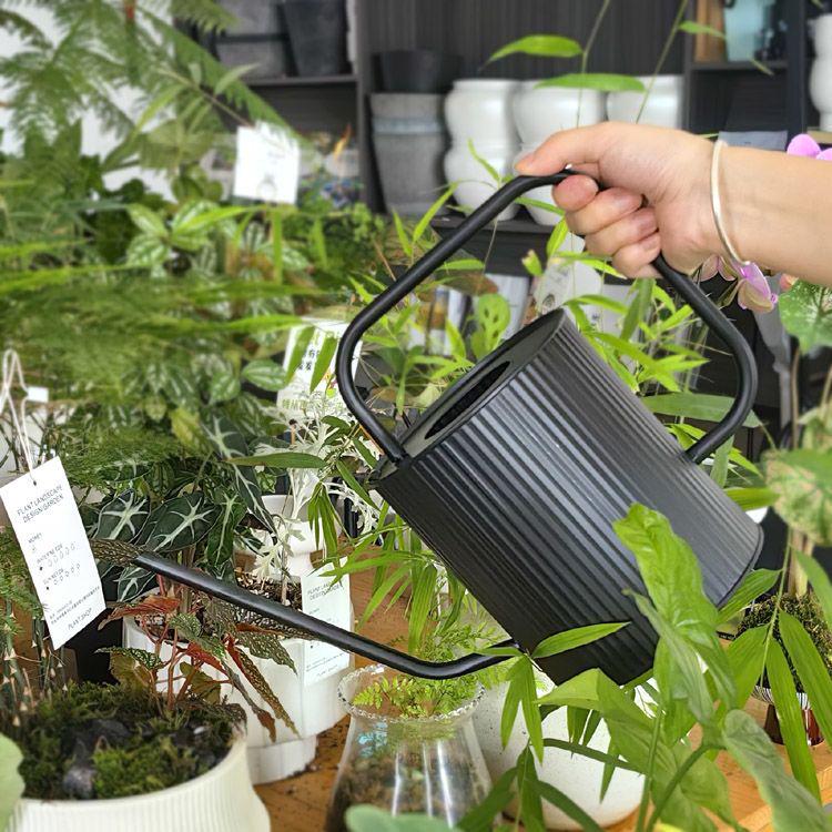 Leide Zhuzhu Wrought Iron Long Spout Watering Can for Flowers and Succulents