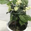 Exttlliy Plastic Arcuated DIY Plant Support Garden Climbing- Flower 4Pcs