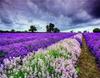 RUOPOTY Painting By Number Lavender Landscape Handpainted Unique Gift Picture Coloring By Numbers Balloon Children's Room Decor