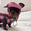 Autumn Winter Warm  Pet Clothing Stripe Double Sided Wearable Dogs Cats Wadded Jacket Cute Soft Thickened Small Dog Cotton Coat
