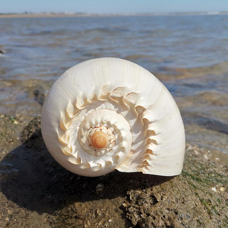 Large Conch Seashell Ornament for Wall Decor, Aquarium Aquascaping, and Sea Sound Collection