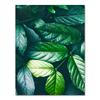 Nature Tropical Palm Leaf Monstera Wall Art Canvas Painting Nordic Posters And Prints Wall Pictures For Living Room Home Decor