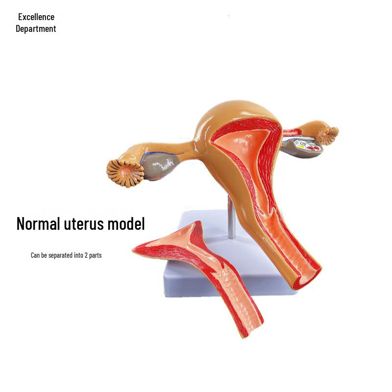 Fortschrittliches pathologisches Gebärmuttermodell einer Frau für gynäkologische Studien, anatomische Simulation der Fortpflanzungs-/Eierstockstruktur.