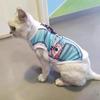 Cute Sphynx Cat Shirt Vest for Cats Gotas Summer Breathable Pet Clothes Clohting Katten Kedi mascotas Costume Dog Suit ropa para