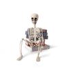 Halloween 70cm Skeleton Simulation Human Plastic Skeleton Haunted House Prop Skeleton Decoration