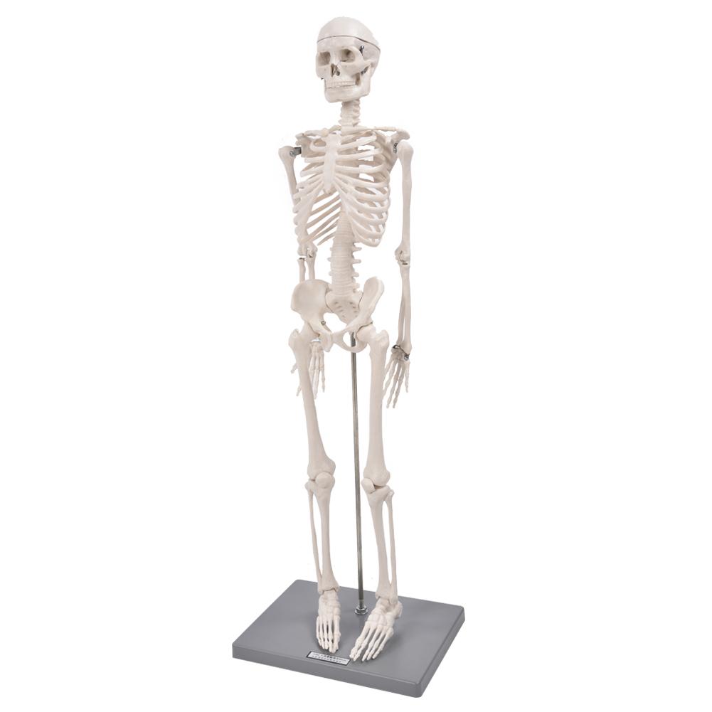 YAOJING PVC Human Skeleton Model,85CM Scientific Human Anatomy Teaching Tool 9.17 YAOJING PVC Human Skeleton Model,85CM Scientific Human Anatomy Teaching Tool 9.17