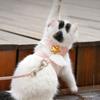 Breakaway with Wings Escape Proof for Walking Cat Collar Cat Vest Cat Harness Leash Dog Necklace