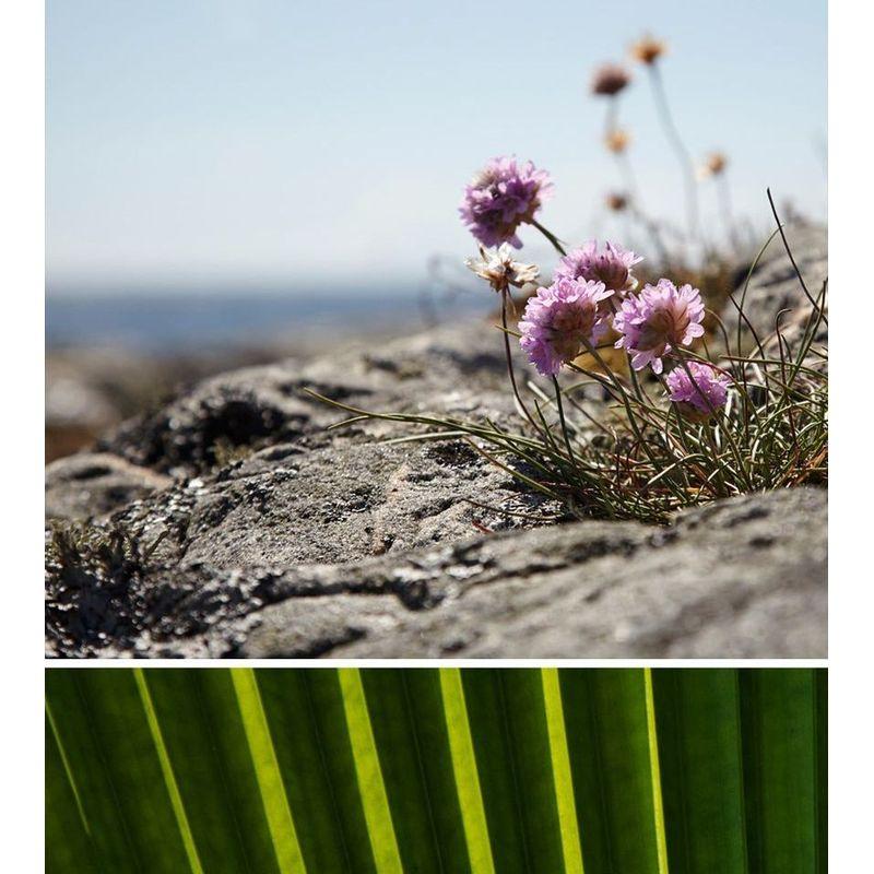 Nard Body Wash - 4 Types