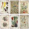 Retro Gemüse Pflanzen Poster Vintage Früchte Metall Zinn Zeichen Blumenkohl Wand Kunst Zeichen Garten Küche Bauernhof Blumen Platte Dekor