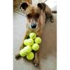 12 Pcs Squeaky Tennis Balls for Dogs - 2.58" Interactive Doggy Toys - Mini Safe, Durable for Small Medium Large Dogs Training Playing, with 1