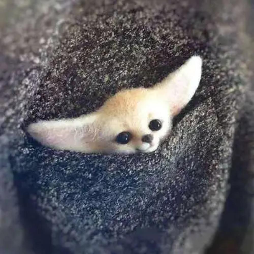 

Шерстяной фетр Поке Ручная работа DIY Материал Кит Шерстяная игла Не готовый Кот Лиса Енот Животное Брошь Плюшевая кукла Женская сумка Подвеска