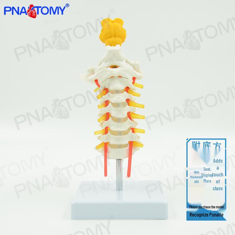 Human Cervical Vertebrae & Brainstem Skeleton Model for Orthopedic Teaching 16x11x22 cm