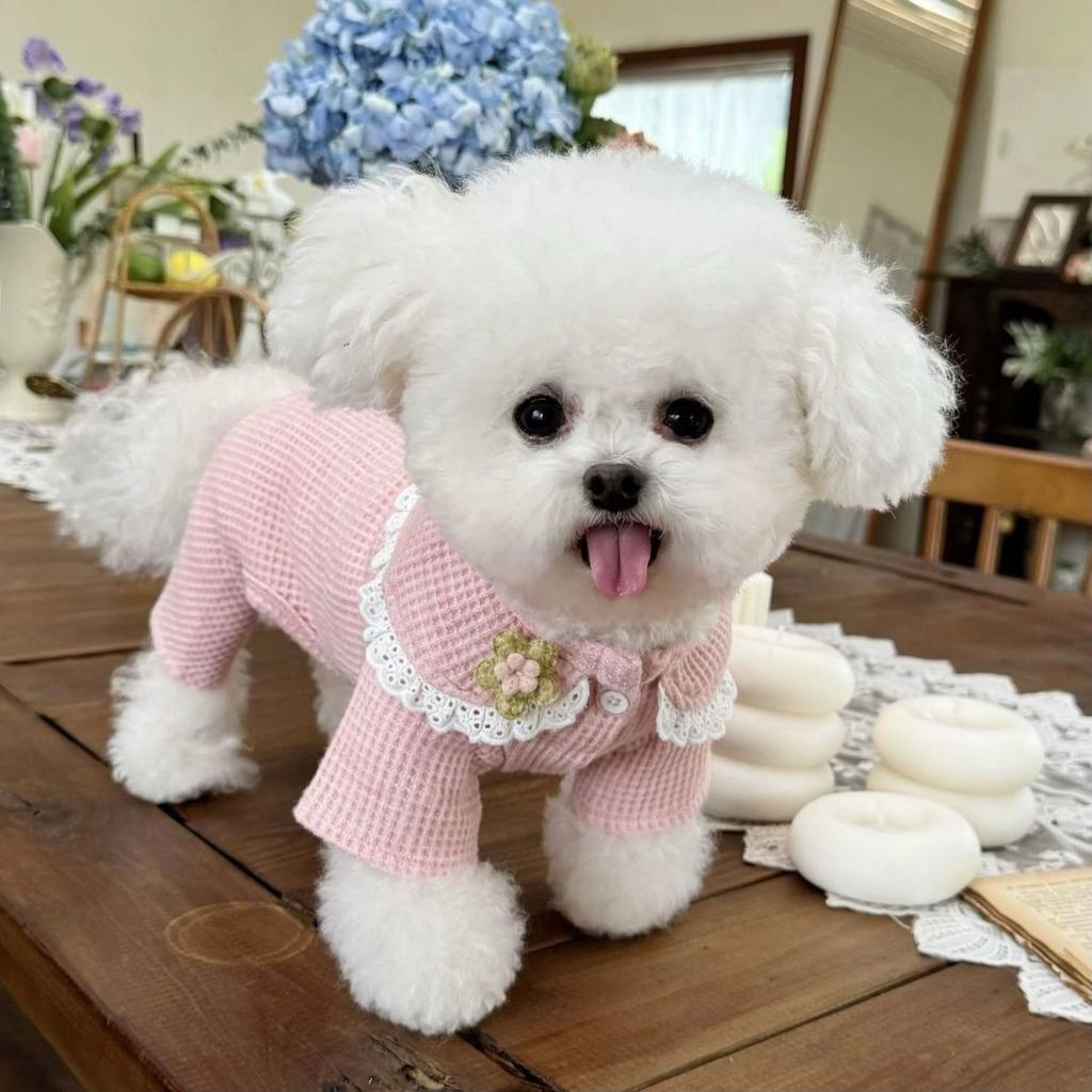 Pet Collar Jumpsuit Spring and Autumn Base Shirt Waffle Top Pullover Four Legged Pants Warm Dog and Cat Clothes Puppy Clothes