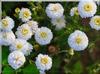 Organic Roman Chamomile Oil 10ml