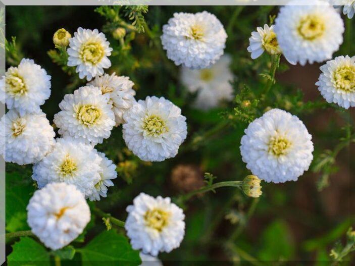 Organic Roman Chamomile Oil 10ml