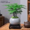 Asparagus Fern Indoor Bonsai – Easy-Care Evergreen for Home or Office Decor