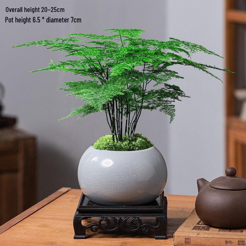 Asparagus Fern Indoor Bonsai – Easy-Care Evergreen for Home or Office Decor