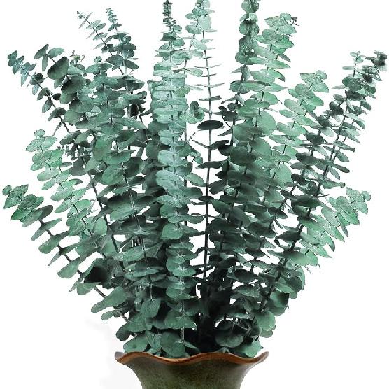 FUKUOKA Bulk Package 30 PCS Real Dried Eucalyptus Plant Large Stems for Shower, Natural Fresh Eucalyptus Leaves,17   Hanging for Self-Care Shower 14