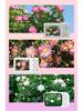 2025 Retro Flip Screen Mirrorless Vlog Camera: Entry-Level High-Definition Portable Beauty Camera for Women