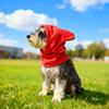 Giyim ve ayakkabı – Köpek için şapkalar