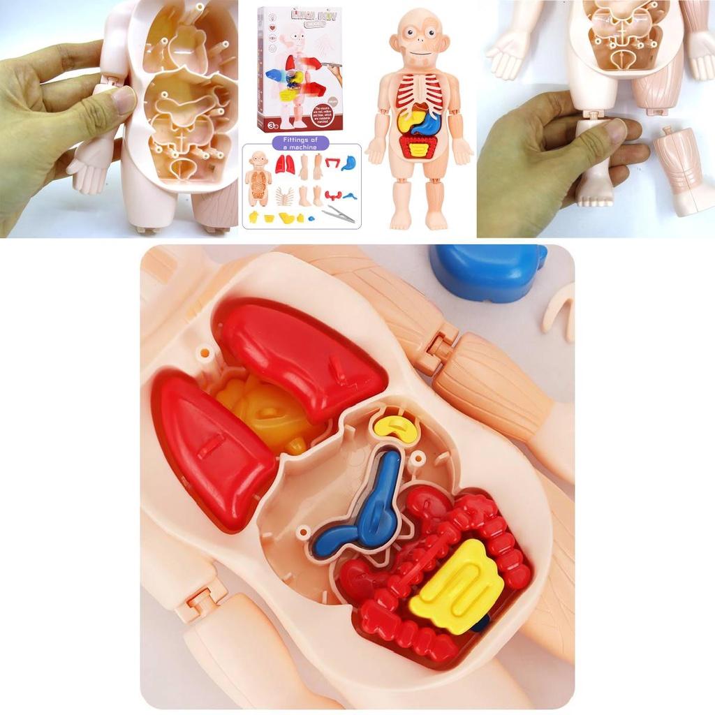 Kreatives Kinder Menschliches Organ Puzzle MINT-Lernset