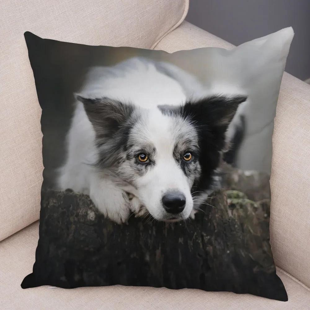 Trykt Putetrekk for Kjæledyr Skottland Border Collie Mykt Plysj Putetrekk Dekor Søtt Hundeputetrekk for Sofa Bil