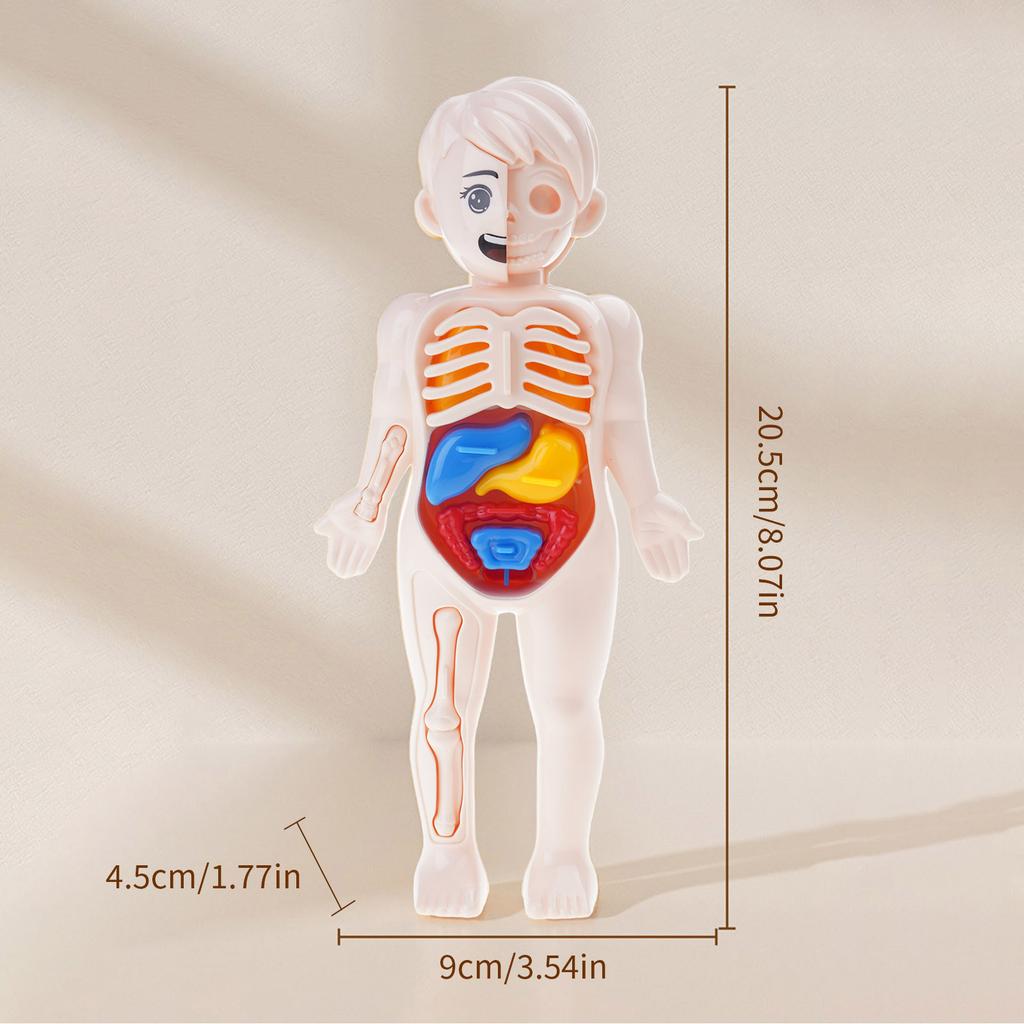 Kids Human Body Organ Assembly Science Learning Toy Hands On Anatomy Exploration STEM Educational Activity For Preschool