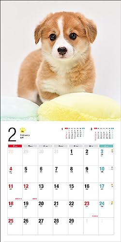 Calendar 2024 Corgi galez (Calendarul Seibundo Shinkosha)