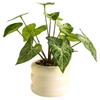 Realistic Simulation Green Plant Bonsai Elegant False Tropical Plants  Home Garden