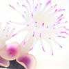 1Pc Aquarium White Flower Simulation Coral Combination, Fish Tank Landscaping Submarine Soft Coral Simulation Sea Tree Silicone