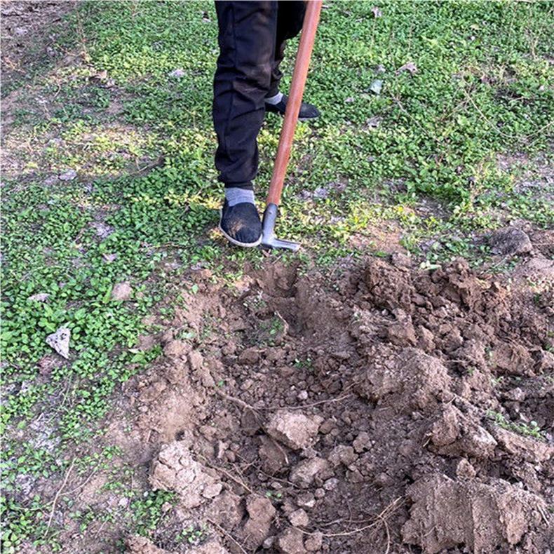 Stahlgabelwerkzeug zum Lockern von Erde & Graben von Wurzelgemüse mit vier Manganstahlzähnen.