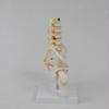 1 buc PVC Pelvis Uman Cu Cinci Vertebre Lombare și Model Femur Ortopedie Coloană Vertebrală Model Coloană Vertebrală Anatomie Schelet
