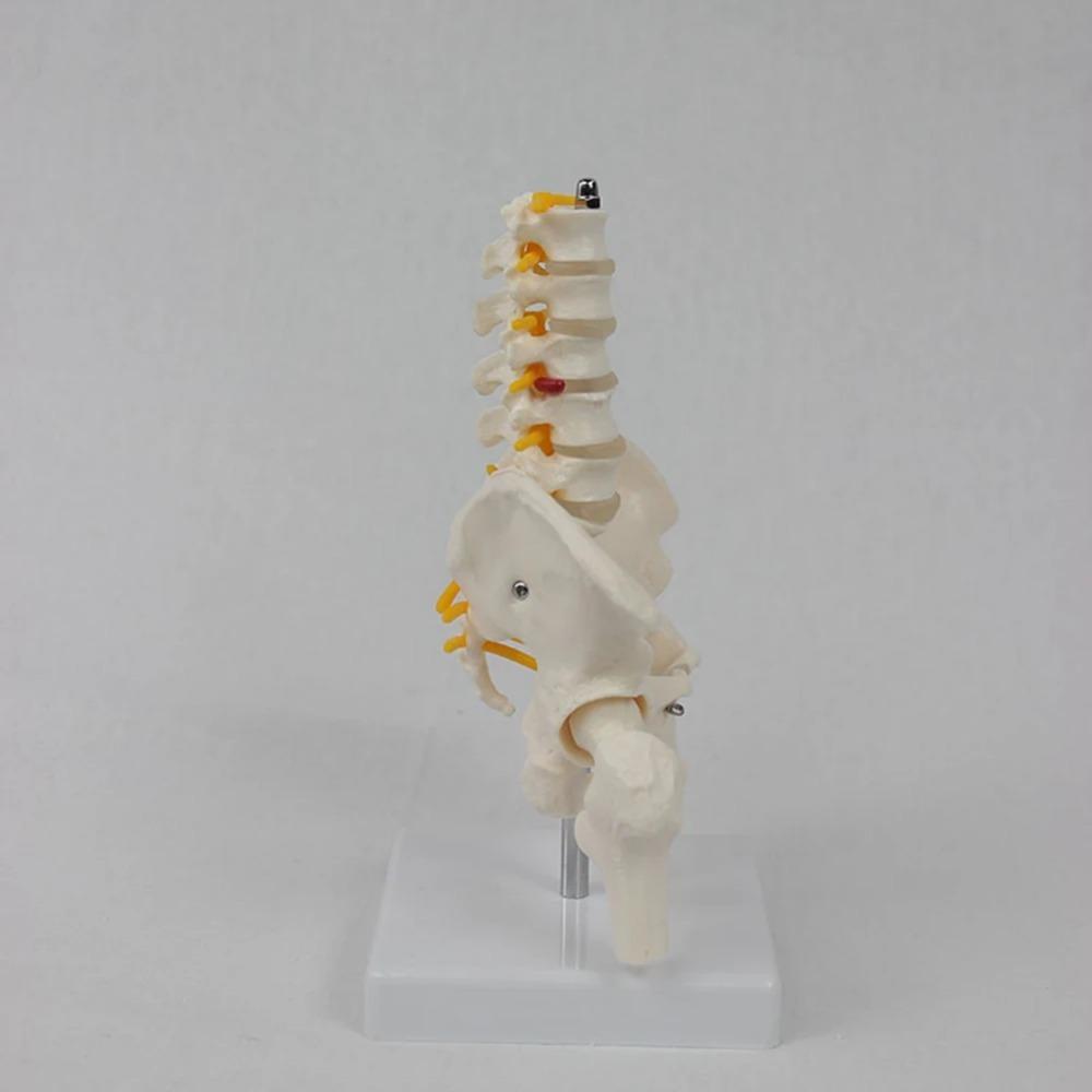 1 buc PVC Pelvis Uman Cu Cinci Vertebre Lombare și Model Femur Ortopedie Coloană Vertebrală Model Coloană Vertebrală Anatomie Schelet