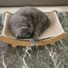 Holz-Katzenkratzbretter, multifunktionales Katzen-Schlafbett, abnehmbares, verschleißfestes Katzenkratzbrett, Katzen-Kratzspielzeug zum Schleifen